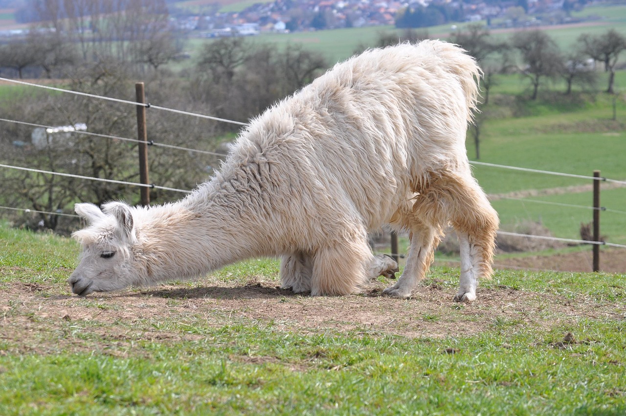 蜗牛移动实名账号：流量卡是否可以设定通话、短信权限？